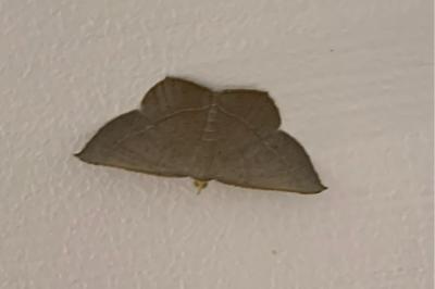 Plesiomorpha flaviceps