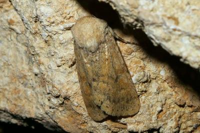 Dichagyris constanti