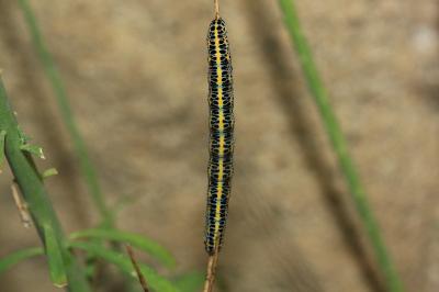 Calophasia lunula