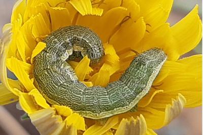 Helicoverpa armigera