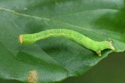 Cyclophora linearia