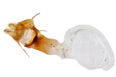 Xestia xanthographa