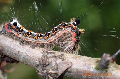 Acronicta tridens