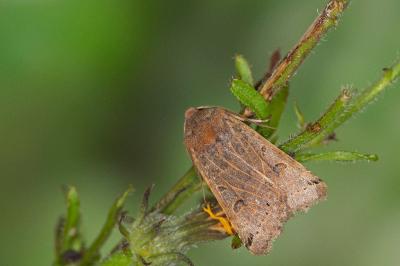 Anchoscelis lunosa