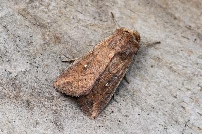 Mythimna albipuncta