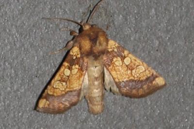 Gortyna flavago