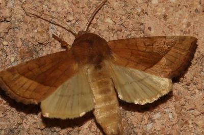 Hydraecia micacea