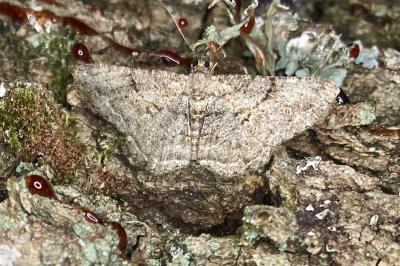 Peribatodes rhomboidaria rhomboidaria