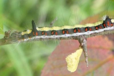 Acronicta psi