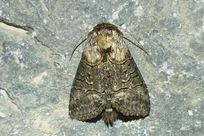 Abrostola asclepiadis