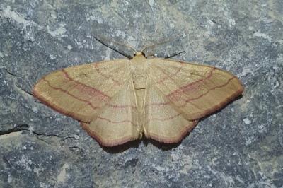 Rhodostrophia vibicaria