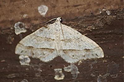Mesotype parallelolineata
