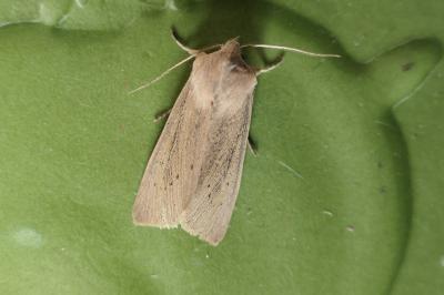 Rhizedra lutosa