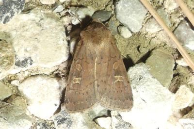 Xestia xanthographa