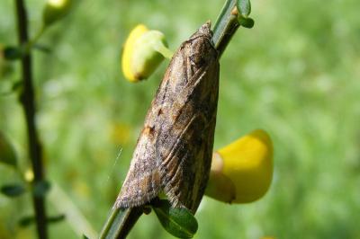 Chesias isabella