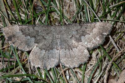 Gnophos furvata