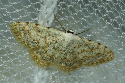 Scopula submutata