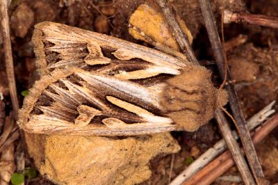 Eucoptocnemis optabilis