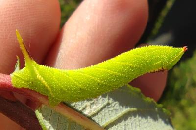 Smerinthus ocellatus ocellatus