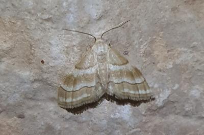 Idaea circuitaria