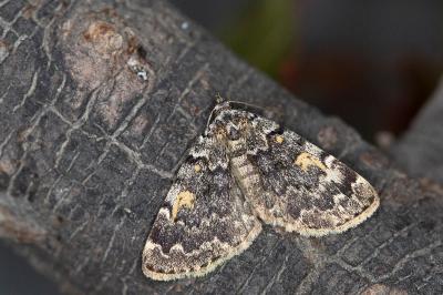 Idia calvaria
