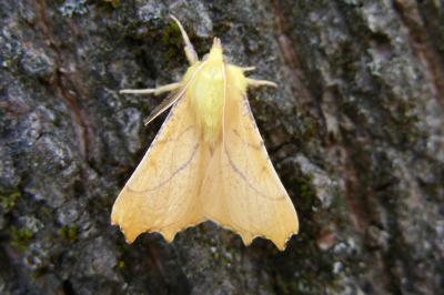 Ennomos alniaria