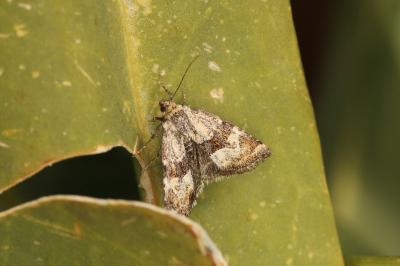 Photedes captiuncula