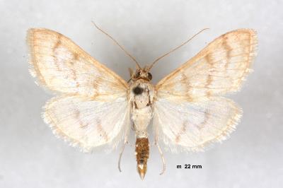 Paracorsia repandalis