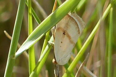 Eublemma pura