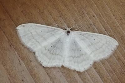 Scopula subpunctaria