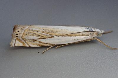Crambus uliginosellus