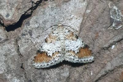 Venusia blomeri