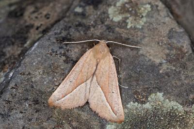 Compsoptera opacaria
