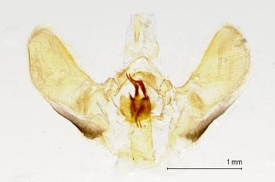 Pasiphila chloerata