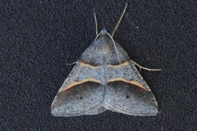 Perigune convergata