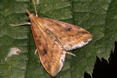 Udea ferrugalis