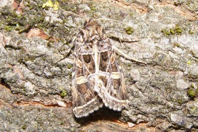 Leucochlaena oditis