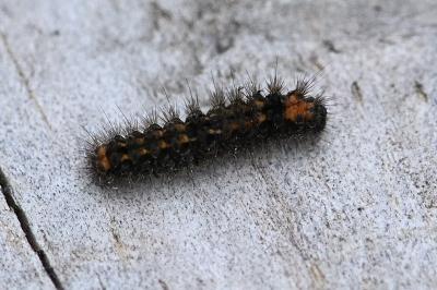 Collita griseola