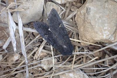 Aporophyla nigra