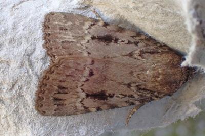 Amphipyra pyramidea