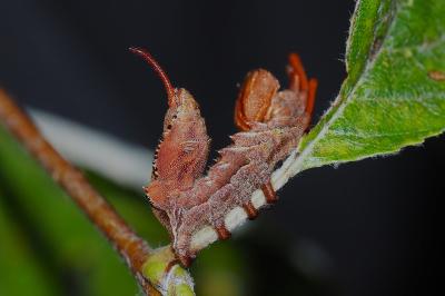 Stauropus fagi