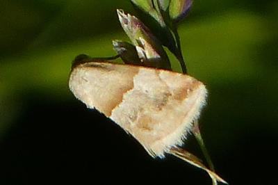 Eublemma parva