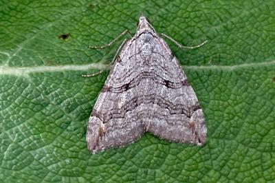 Aplocera plagiata