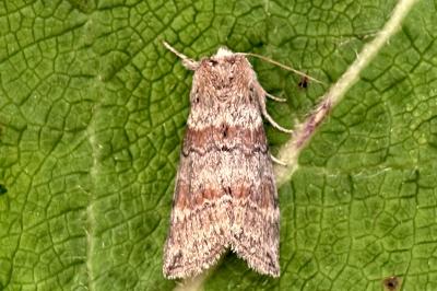 Cymatophorina diluta