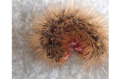 Arctia villica