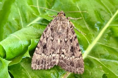 Amphipyra pyramidea