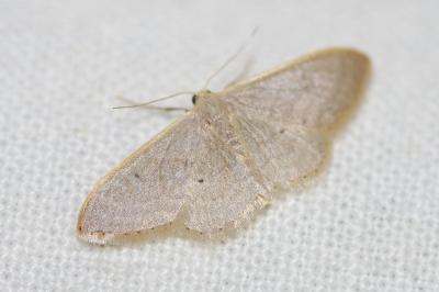 Idaea