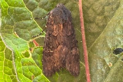 Aporophyla nigra