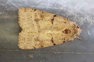 Eugnorisma depuncta