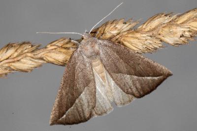 Compsoptera opacaria